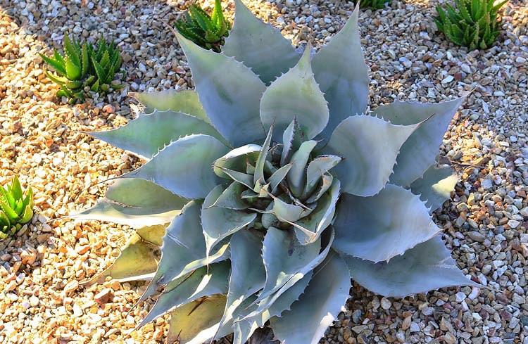 Agave ovatifolia, Whale's Tongue Agave, Whale's Tongue Century Plant, Blue agave, Gray Agave, Drought tolerant plant, Cold hardy agave, Hardy agave